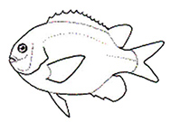 Familia Pomacentridae.jpg
